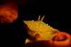 1-Macro-Reflex-F_Sesso.jpg