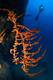 2-Grandangolo-Reflex-M_Apuleo.jpg