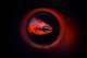3-Pesce-Reflex-G_Ratti.jpg