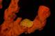 3-Poriferi-Reflex-F_Sesso.jpg