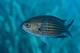 1-Pesce-Societa-Carlesi_Cicerchia.jpg