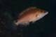 2-Pesce-Societa-Apuleo_Mirigliano.jpg