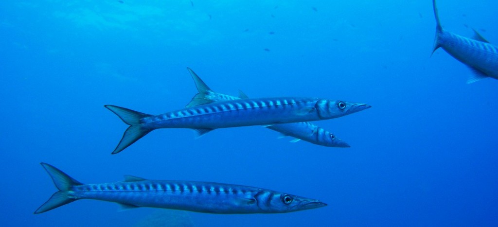 Marettimo _ barracuda _ Levanto